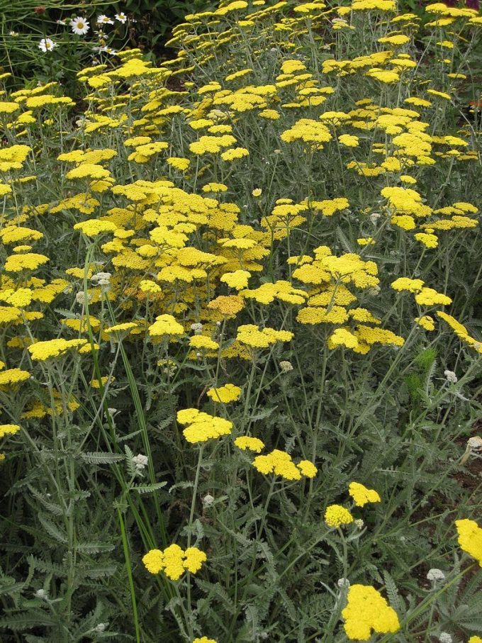 Achillea Cloth of Gold Bare Rooted