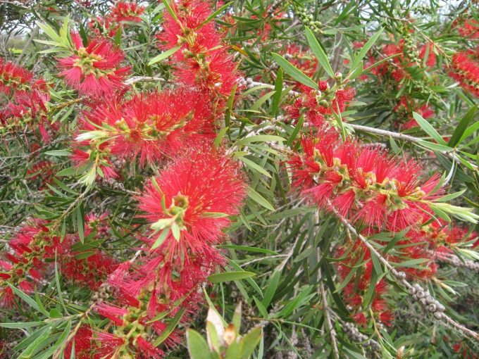 Callistemon Kings Park Special - Australian Native Plant