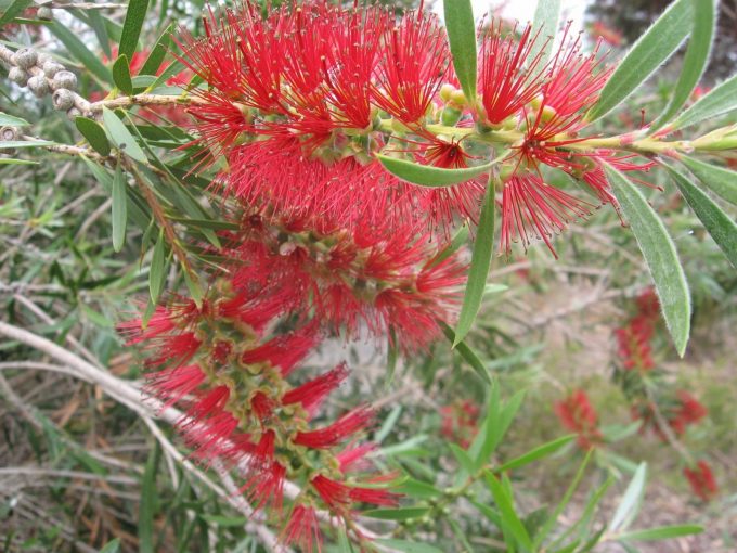 Callistemon Kings Park Special - Australian Native Plant