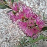 Callistemon Mauve Mist - Australian Native Plant