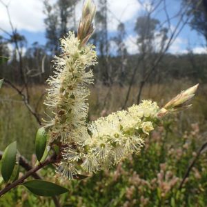 Callistemon sieberi - Australian Native Plant