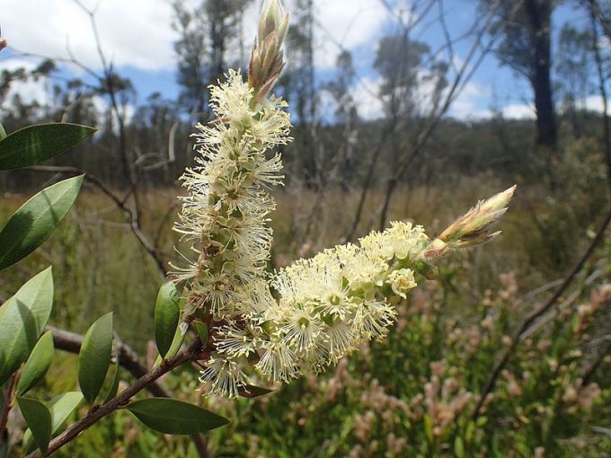 Callistemon sieberi - Australian Native Plant