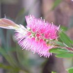 Callistemon Reeves Pink - Australian Native Plant