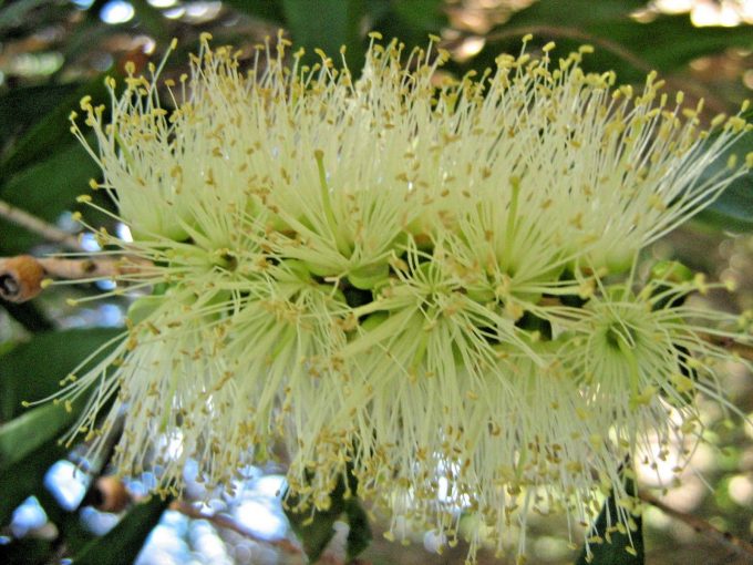 Callistemon salignus - Australian Native Plant