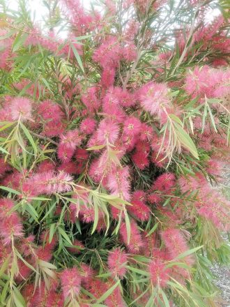 Callistemon salignus rubra - Fast Growing Australian Native Plant