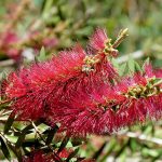 Callistemon Western Glory - Australian Native Plant