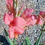 Canna lily Pink