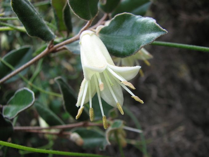 Correa backhouseana - Australian Native Plant