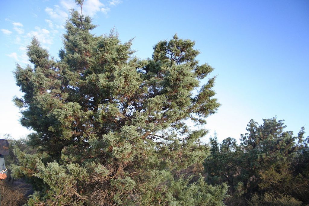Actinostrobus arenarius - Hardy Australian Native Tree