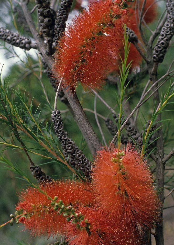 Melaleuca laterita - Australian native plant