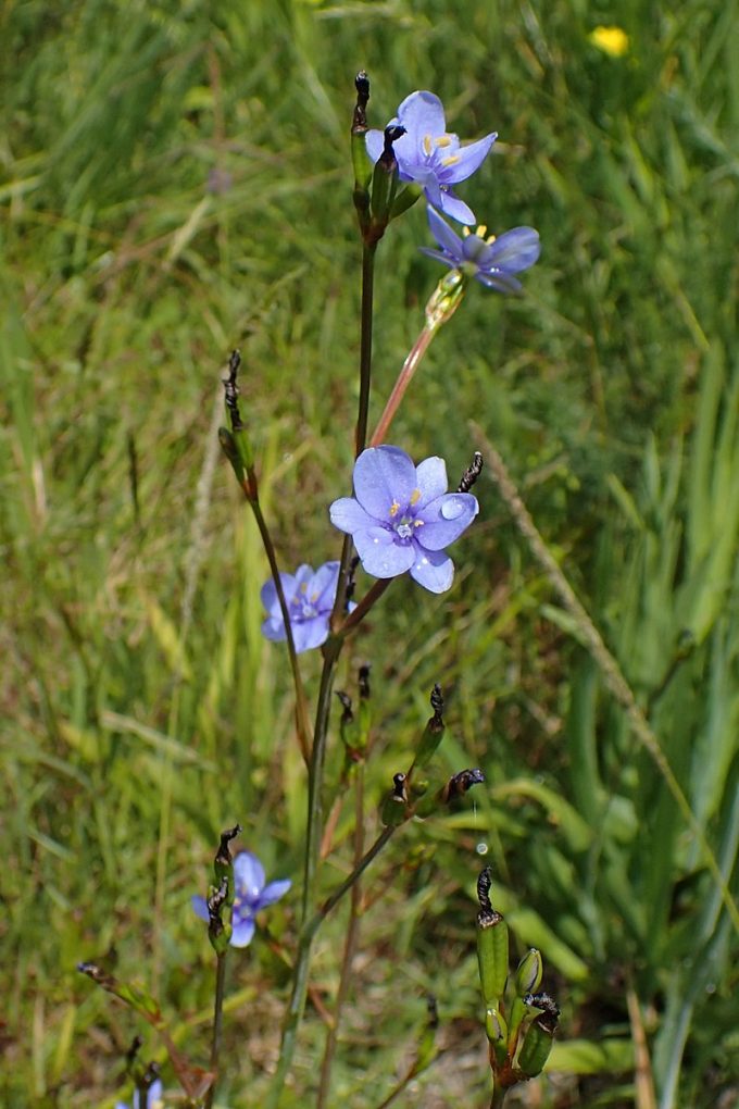 Aristea ecklonii - perennial plant