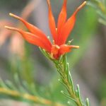 Lambertia ericifolia - Australian native plant