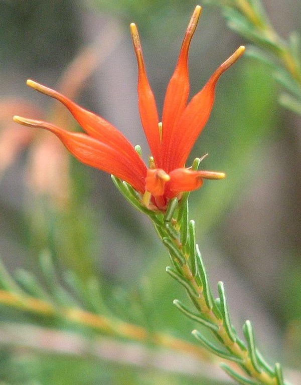 Lambertia ericifolia - Australian native plant