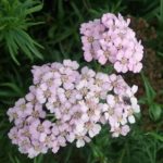 Achillea Christines Pink - Hardy Perennial Plant