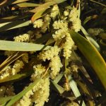 Acacia floribunda - fast growing Australian native plant