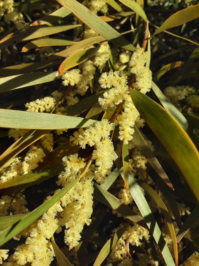 Acacia floribunda - fast growing Australian native plant