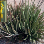 Aloe vera yellow flowering form