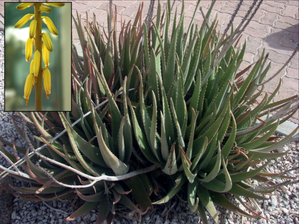 Aloe Vera Yellow Flowering Form Bare Rooted Trigg Plants 8412