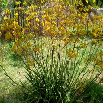 Anigozanthos Yellow Gem in 68mm Super Tube