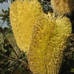 Banksia epica - Australian native plant