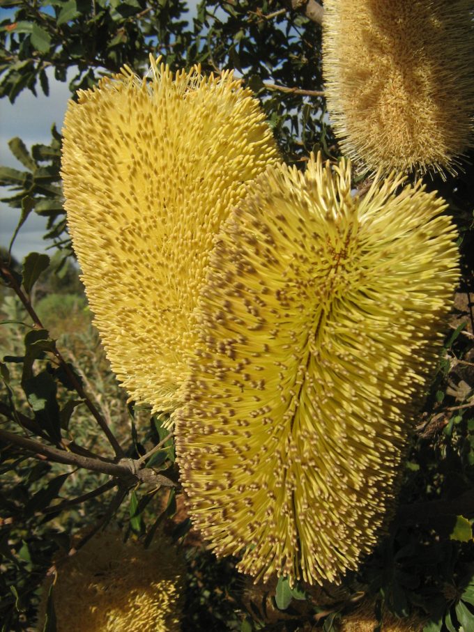 Banksia epica - Australian native plant