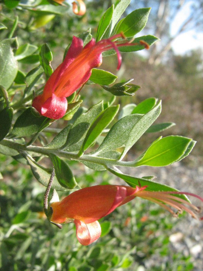 Eremophila glabra Yorke Peninsular red - hardy Australian native plant