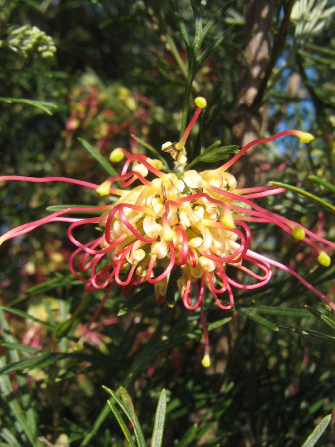 Grevillea Winpara Gold in 50mm forestry tube