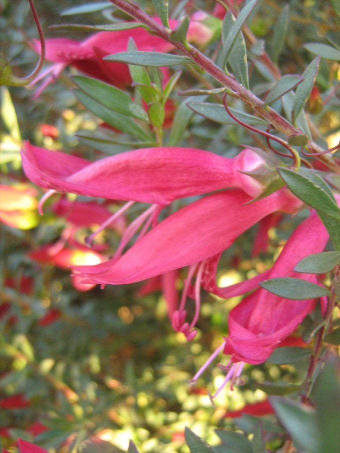 Eremophila maculata magenta - hardy Australian native plant