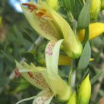 Eremophila maculata Winter Gold - hardy Austraalian native plant