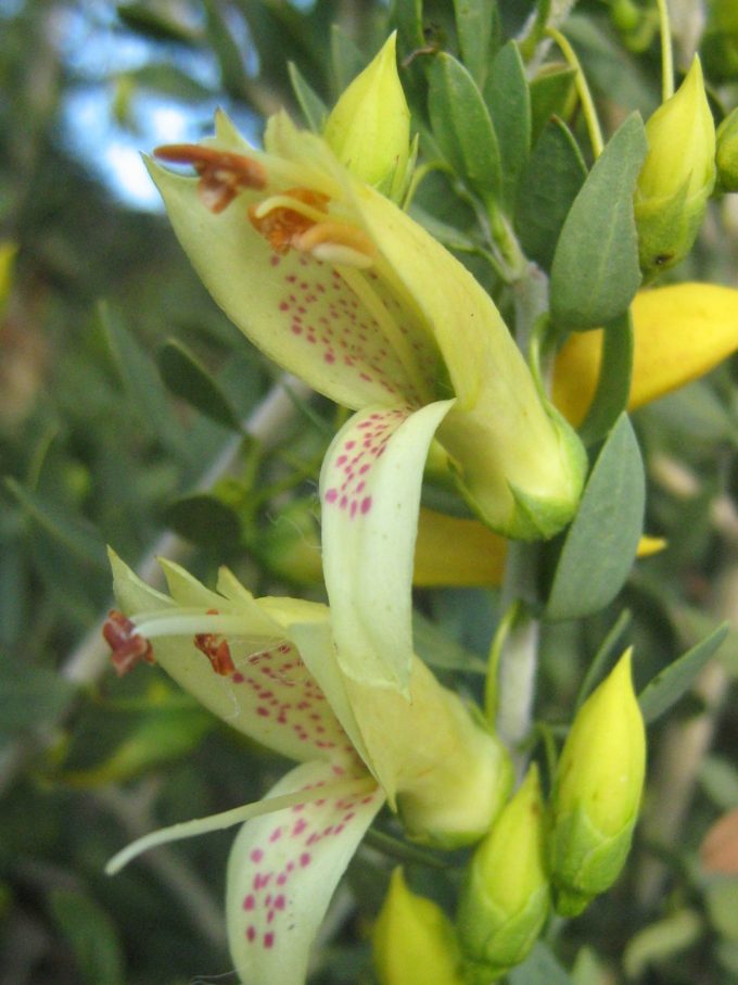 Eremophila maculata Winter Gold - hardy Austraalian native plant