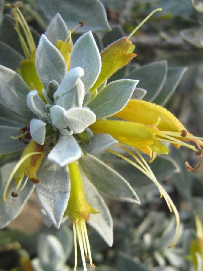 Eremophila glabra Kalbarrie Carpet - hardy Australian native plant
