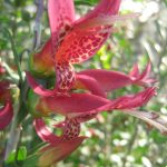 Eremophila maculata Redfin - hardy Austraalian native plant