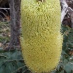 Banksia grandis - Australian Native Plant