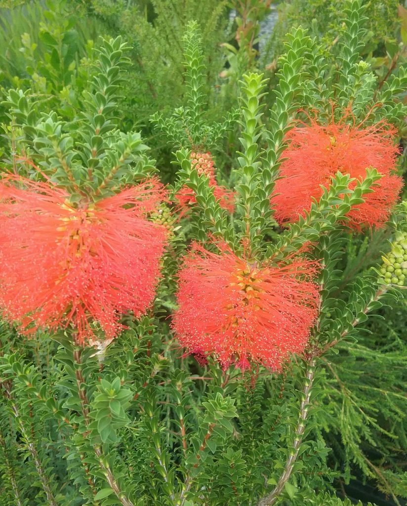 Beaufortia sparsa - Australian native plant