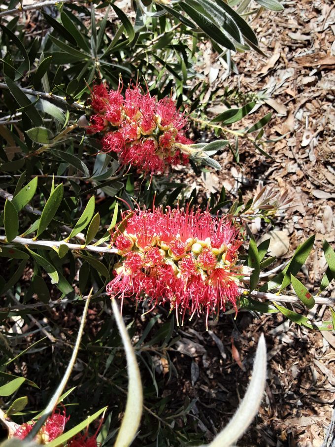 Callistemon montanus Australian native plant