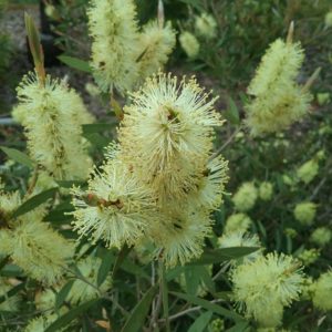 Callistemon pallidus - hardy Australian native plant