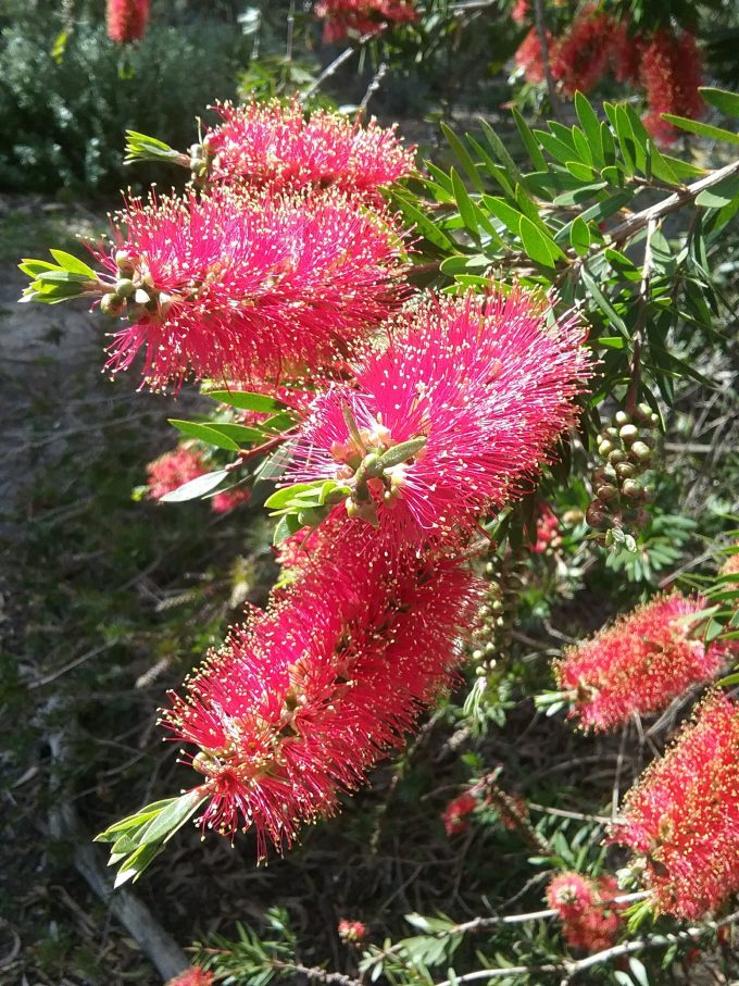 Callistemon recurvus Australian native plant