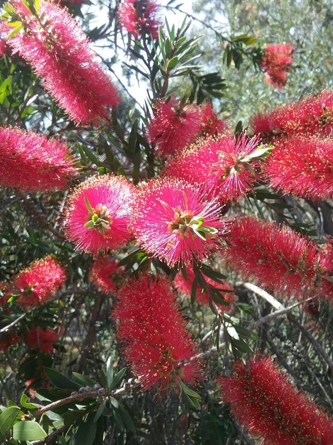 Callistemon recurvus Australian native plant