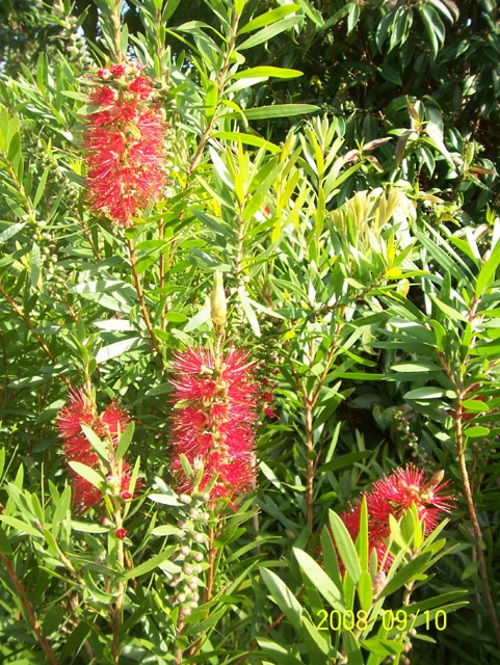 Callistemon Red Clusters - hardy Australian native plant