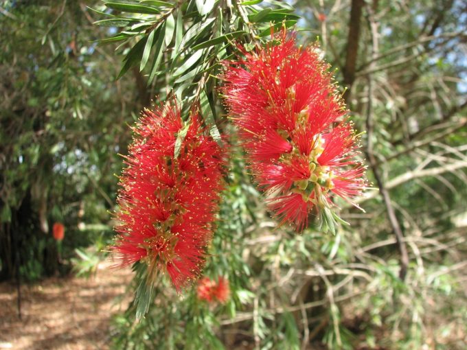 Callistemon recurvus - hardy Australian native plant