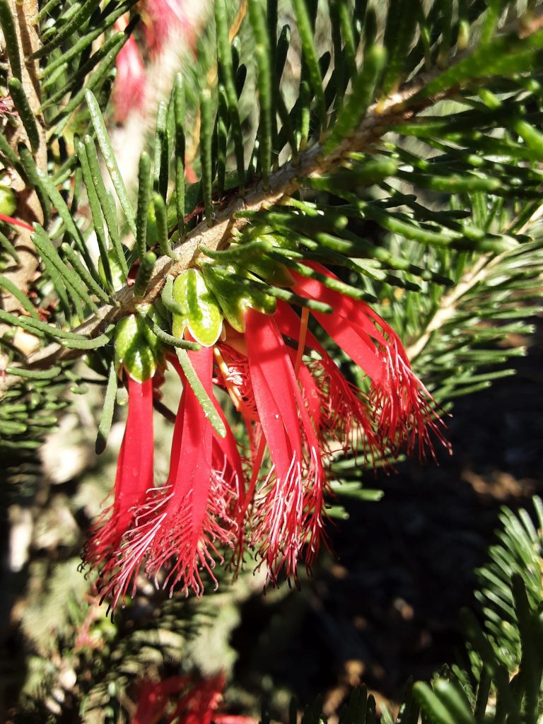 Calothamnus quadrifidus ssp asper in 50mm Forestry Tube – Trigg Plants