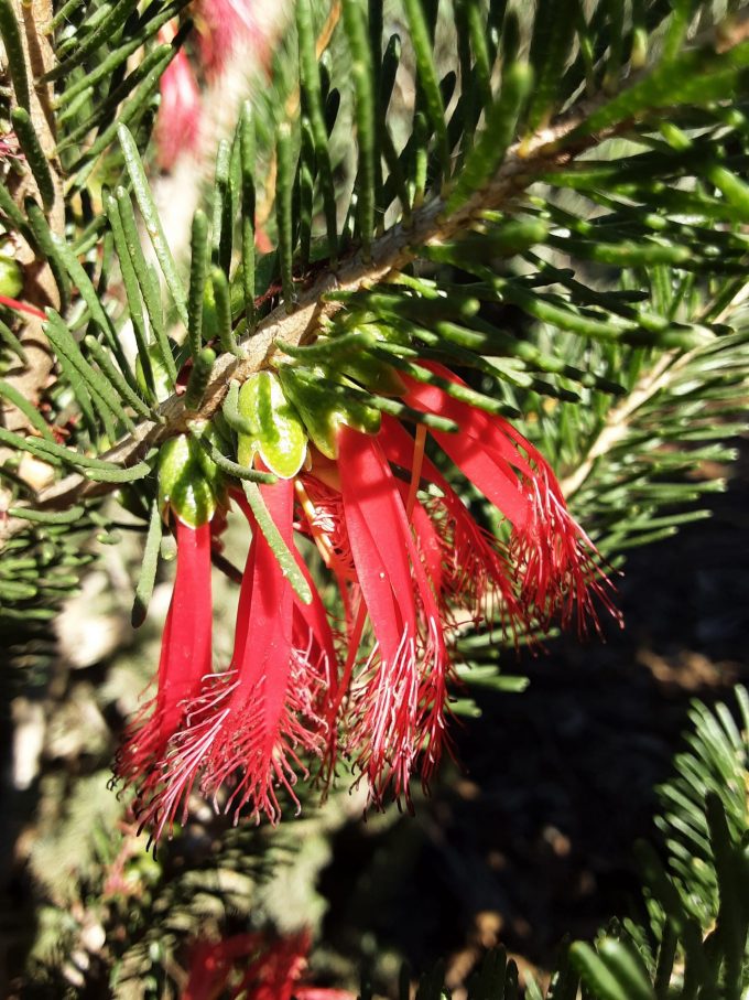Calothamnus quadrifidus asper Australian native plant