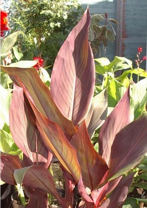 Canna lily Intrigue