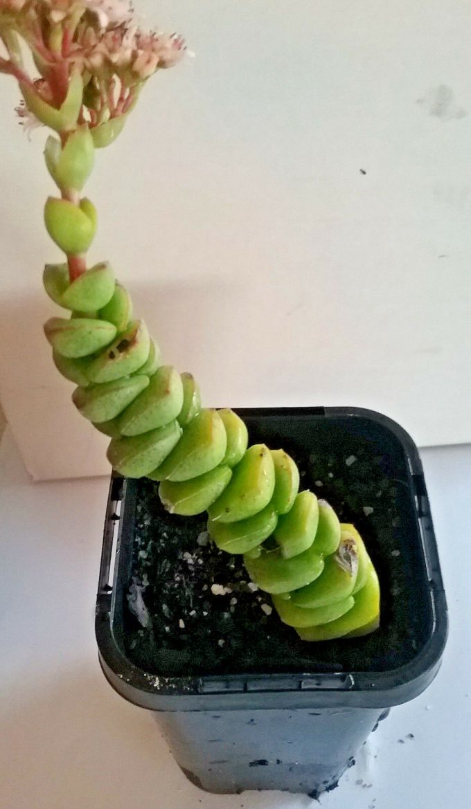 Crassula rupestris ssp marnieriana