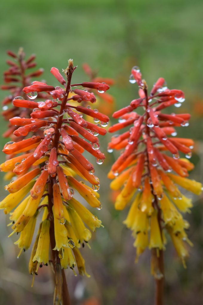 Kniphofia Little Treasure (red hot poker) bare rooted
