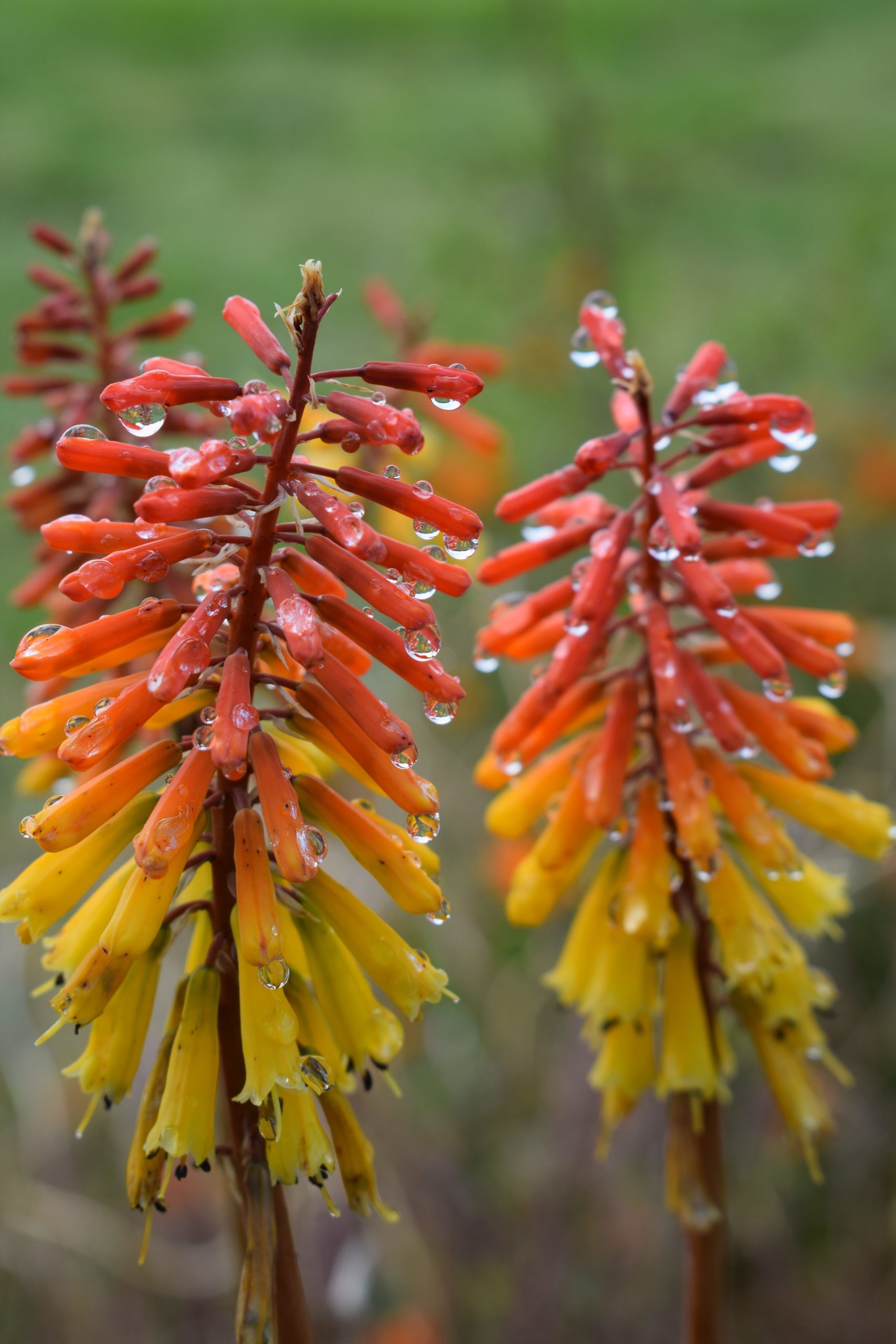 Kniphofia- How we keep our Red Hot Pokers looking neat