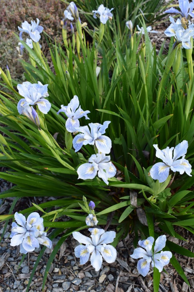 Iris innominata pale blue