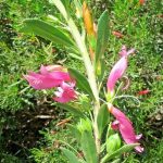 Eremophila glabra x denticulata - hardy Australian native plant