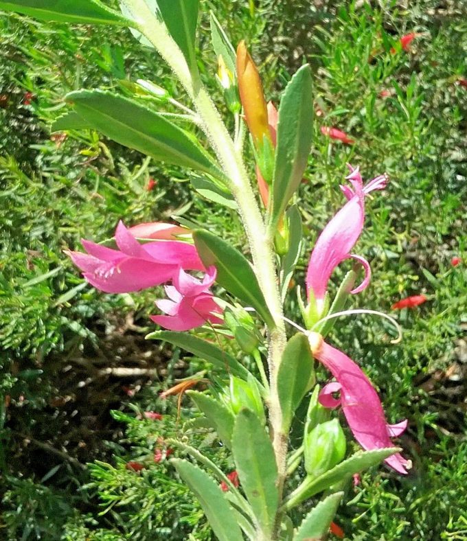 Eremophila glabra x denticulata - hardy Australian native plant