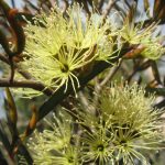 Eucalyptus densa - Australian native plant